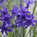 Siberian Lily bulbs - Ixiolirion pallasii, blue to violet flowers Caribbean garden seed