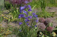 Siberian Lily bulbs - Ixiolirion pallasii, blue to violet flowers Caribbean garden seed