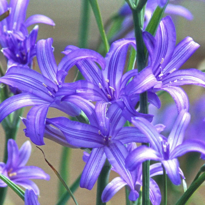 Siberian Lily bulbs - Ixiolirion pallasii, blue to violet flowers Caribbean garden seed