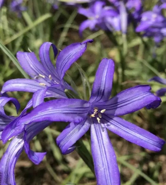 Siberian Lily bulbs - Ixiolirion pallasii, blue to violet flowers Caribbean garden seed