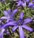 Siberian Lily bulbs - Ixiolirion pallasii, blue to violet flowers Caribbean garden seed