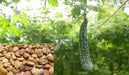 Bitter melon Seeds - Futo Spindle ,karalla - Caribbean garden seed