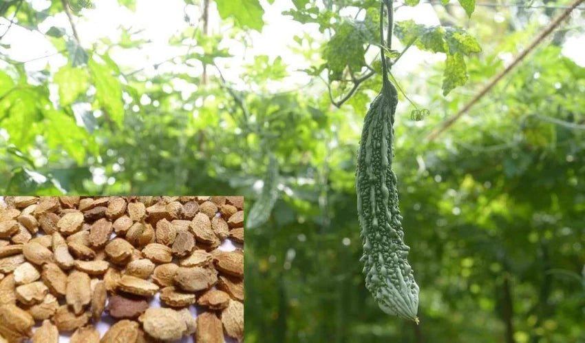 Bitter melon Seeds - Futo Spindle ,karalla - Caribbean garden seed