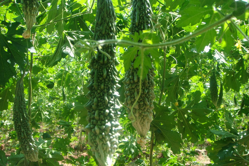 Bitter melon Seeds - Futo Spindle ,karalla - Caribbean garden seed