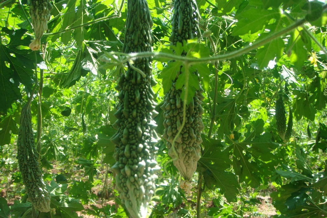 Bitter melon Seeds - Futo Spindle ,karalla - Caribbean garden seed