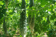 Bitter melon Seeds - Futo Spindle ,karalla - Caribbean garden seed