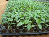Pepper Seeds,  kung pao CHILI - Caribbean garden seed