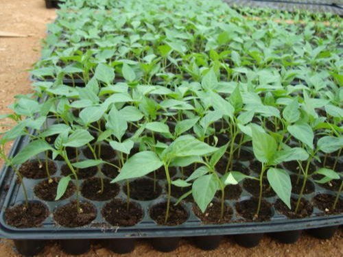 Pepper Seeds,  kung pao CHILI - Caribbean garden seed