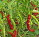 Pepper Seeds,  kung pao CHILI - Caribbean garden seed