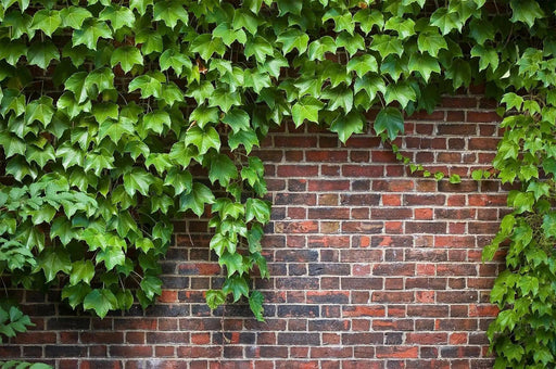 English Ivy, LIVE PLANT,Perennial Groundcover - Caribbean garden seed