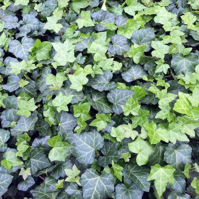 English Ivy Seeds - Perennial groundcover - Caribbean garden seed