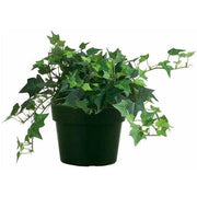 English Ivy Seeds - Perennial groundcover - Caribbean garden seed