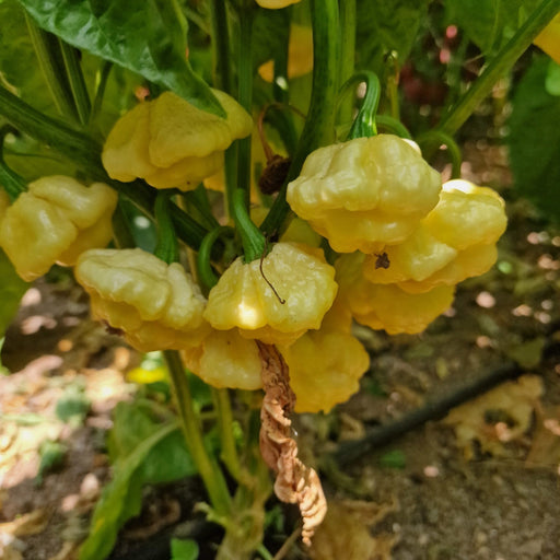 Pepper Seeds - Lemon Starrburst, Hot - Caribbean garden seed