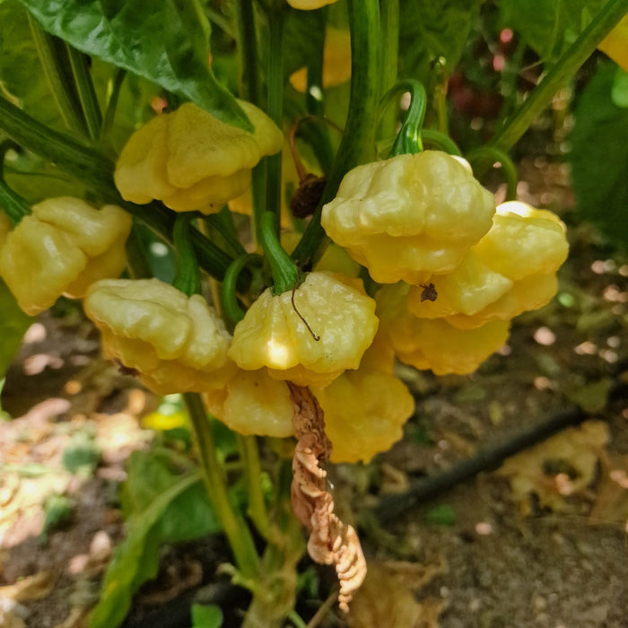 Pepper Seeds - Lemon Starrburst, Hot - Caribbean garden seed