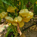 Pepper Seeds - Lemon Starrburst, Hot - Caribbean garden seed