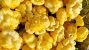 Pepper Seeds - Lemon Starrburst, Hot - Caribbean garden seed