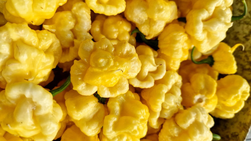 Pepper Seeds - Lemon Starrburst, Hot - Caribbean garden seed