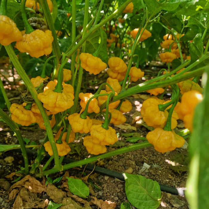 Pepper Seeds - Lemon Starrburst, Hot - Caribbean garden seed