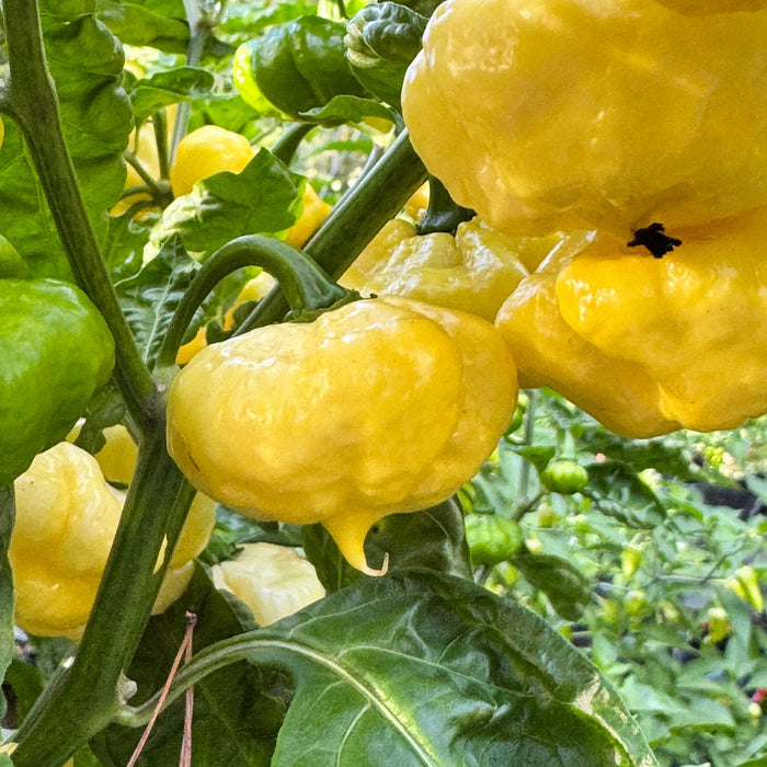 Pepper Seeds - Lemon Starrburst, Hot - Caribbean garden seed