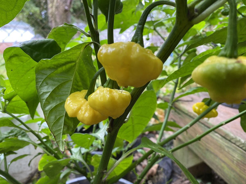 Pepper Seeds - Lemon Starrburst, Hot - Caribbean garden seed
