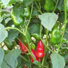 Pepper seeds  - Fresno chili - Caribbean garden seed