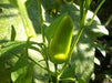 Pepper seeds  - Fresno chili - Caribbean garden seed