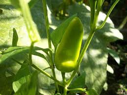 Pepper seeds  - Fresno chili - Caribbean garden seed