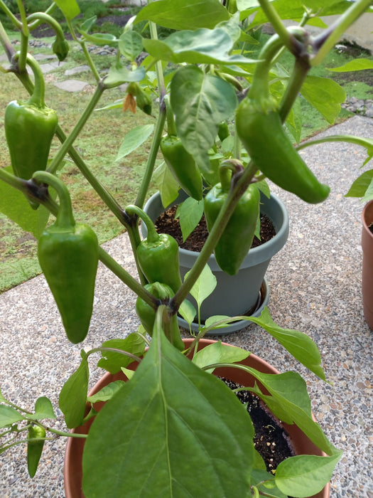 Pepper seeds  - Fresno chili - Caribbean garden seed