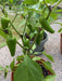 Pepper seeds  - Fresno chili - Caribbean garden seed