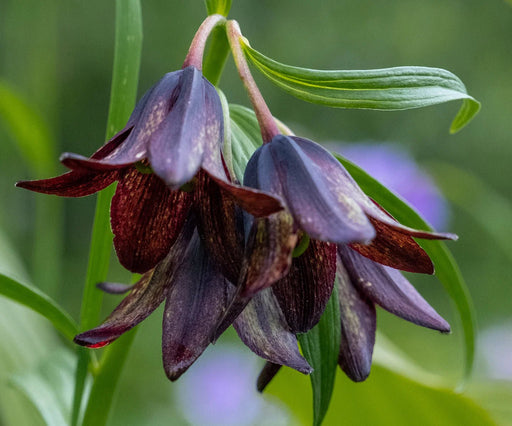 flowers seed - Chocolate lily - Caribbean garden seed