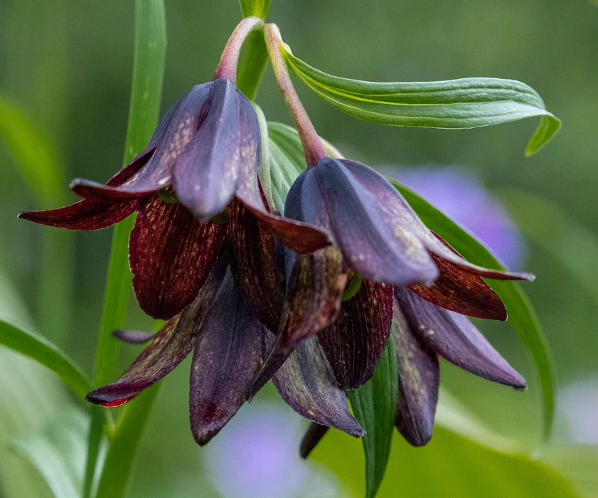 flowers seed - Chocolate lily - Caribbean garden seed