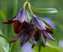 flowers seed - Chocolate lily - Caribbean garden seed