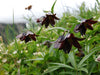 flowers seed - Chocolate lily - Caribbean garden seed