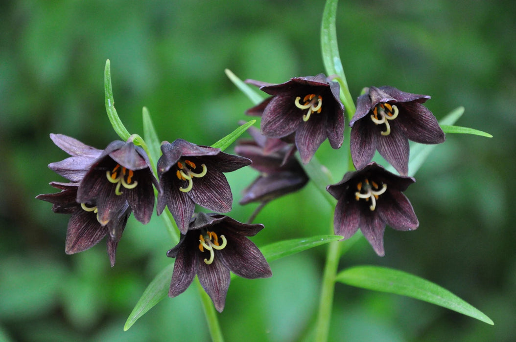 flowers seed - Chocolate lily - Caribbean garden seed