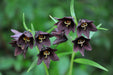 flowers seed - Chocolate lily - Caribbean garden seed
