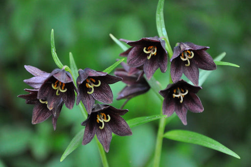 flowers seed - Chocolate lily - Caribbean garden seed