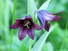 flowers seed - Chocolate lily - Caribbean garden seed