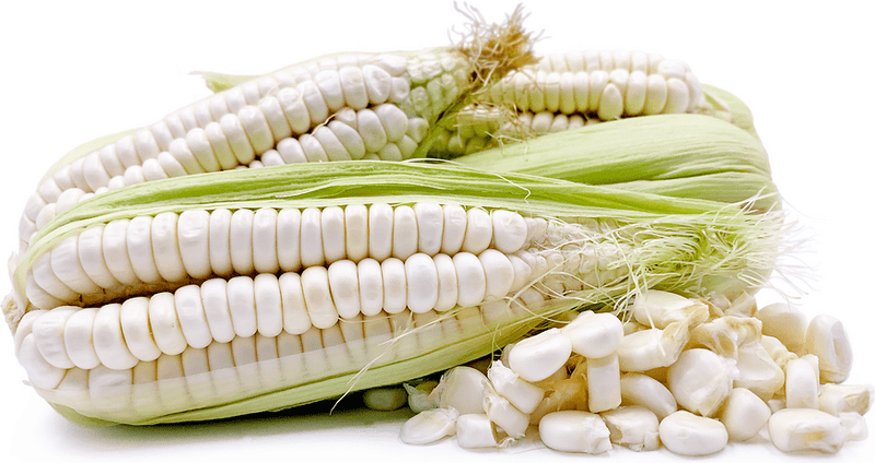Corn seeds - maiz chulpe, from Peru - Caribbean garden seed