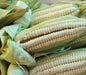 Corn seeds - maiz chulpe, from Peru - Caribbean garden seed