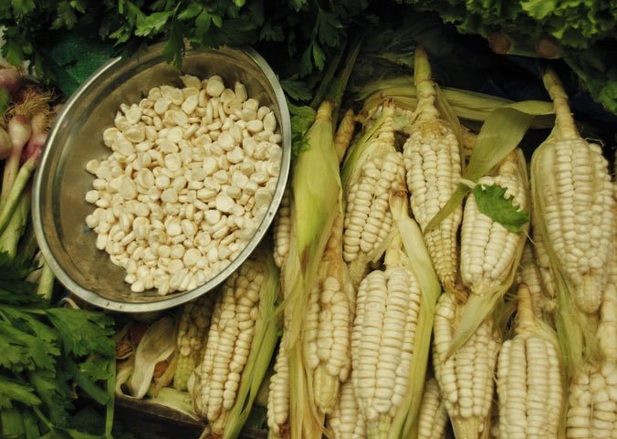 Corn seeds - maiz chulpe, from Peru - Caribbean garden seed