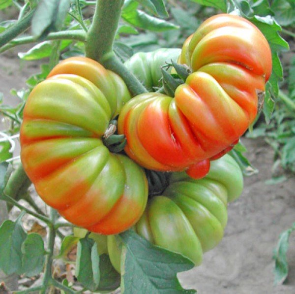 Tomato Seeds - Costoluto Genovese ,Heirloom - Caribbean garden seed