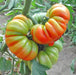 Tomato Seeds - Costoluto Genovese ,Heirloom - Caribbean garden seed