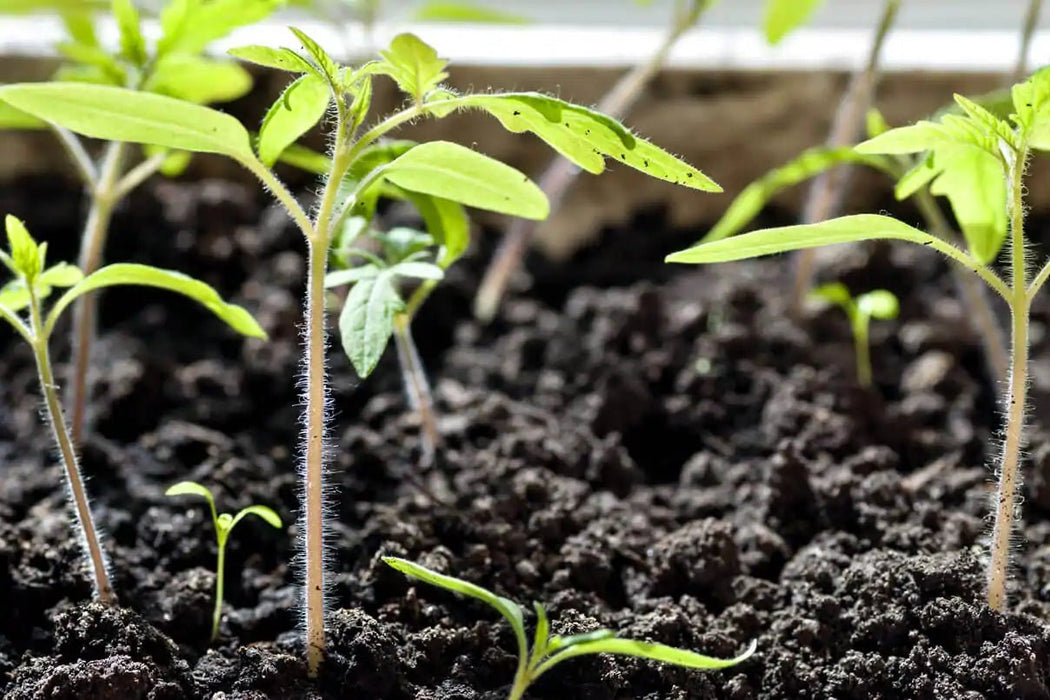 Tomato Seeds - Costoluto Genovese ,Heirloom - Caribbean garden seed