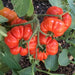 Tomato Seeds - Costoluto Genovese ,Heirloom - Caribbean garden seed