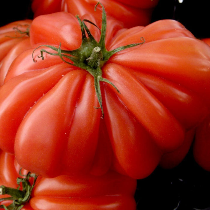 Tomato Seeds - Costoluto Genovese ,Heirloom - Caribbean garden seed