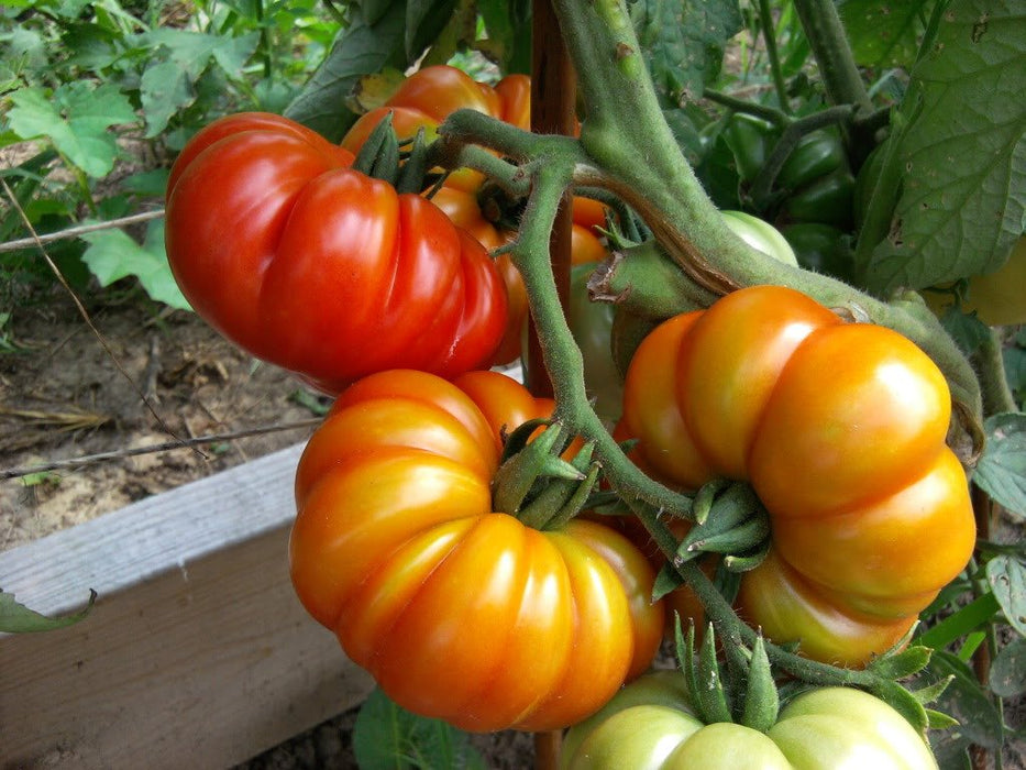 Tomato Seeds - Costoluto Genovese ,Heirloom - Caribbean garden seed