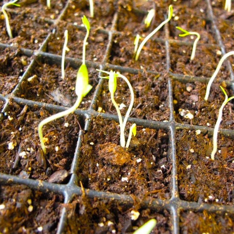 Tomato Seeds - Costoluto Genovese ,Heirloom - Caribbean garden seed