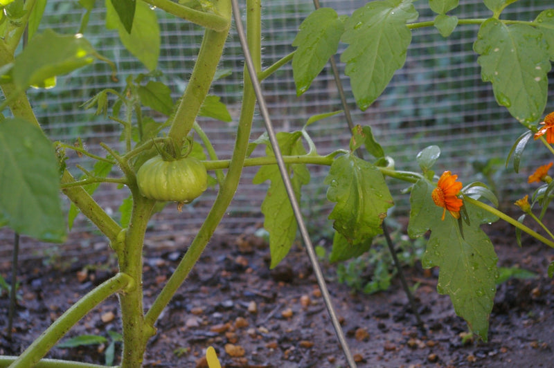 Tomato Seeds - Costoluto Genovese ,Heirloom - Caribbean garden seed
