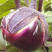 Eggplant Seeds- Barbarella - Caribbean garden seed
