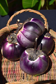Eggplant Seeds- Barbarella - Caribbean garden seed